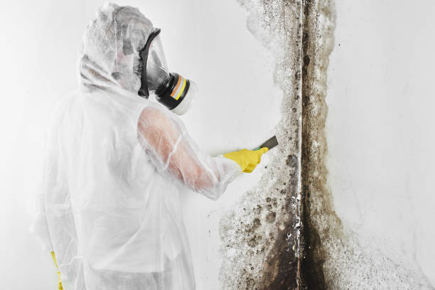 Professional Mold Removal in Panora, IA