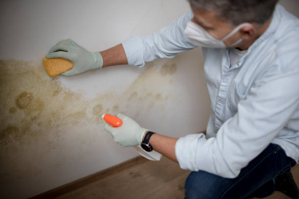 Best Crawl Space Mold Removal  in Panora, IA
