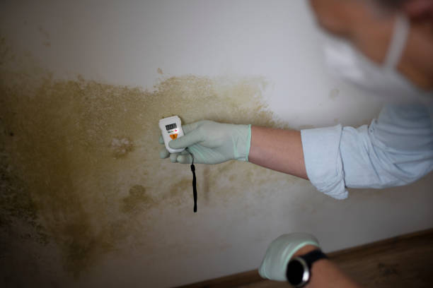 Best Office Mold Removal Services  in Panora, IA